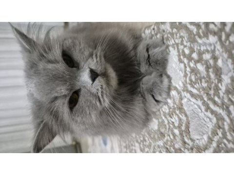 British longhair (çiftleştirme)