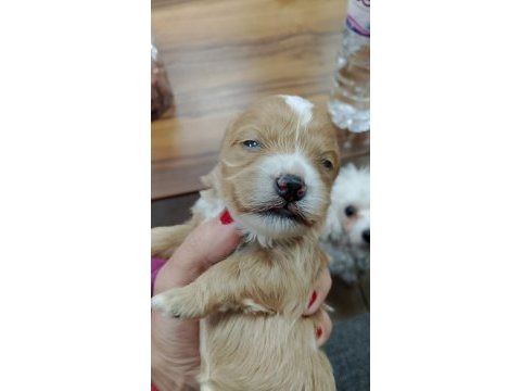 Minyatür maltipoo yavrular