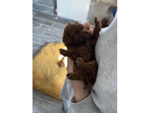 Yeni yuvalarını bekleyen ırk garantili yavru köpekler