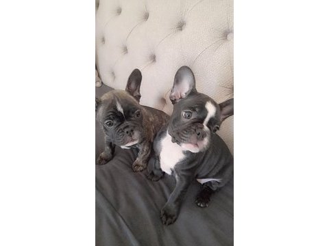 Safkan french bulldog