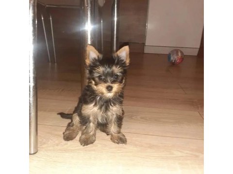Safkan yorkshire terrier köpeği yavruları