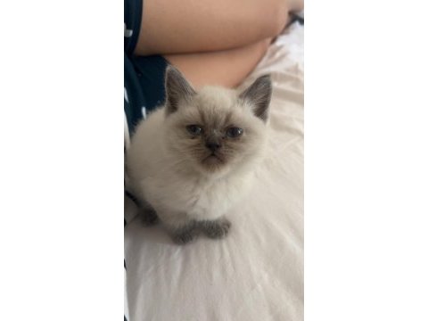 2 aylık british shorthair yavrular