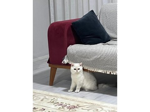 6 aylık dişi british shorthair