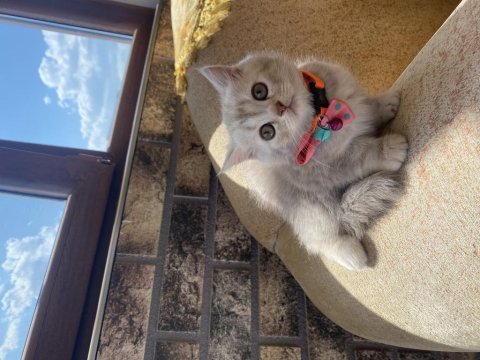 Süslü british shorthair kızımıza yuva arıyoruz