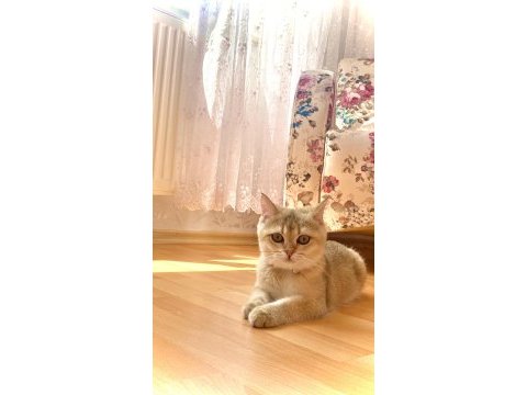 Mükemmel kalitede british shorthair golden