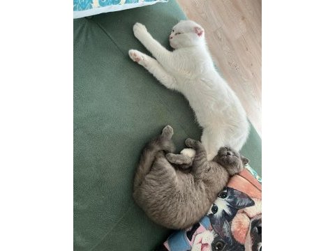 Scottish fold yavru kedimi sahiplendiriyorum