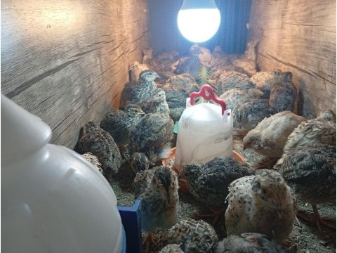 20 günlük bıldırcın