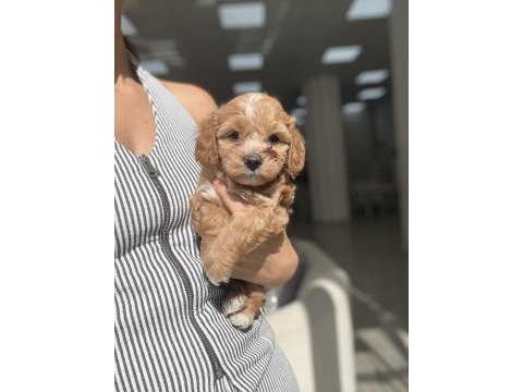 Yakışıklı maltipoo miniş