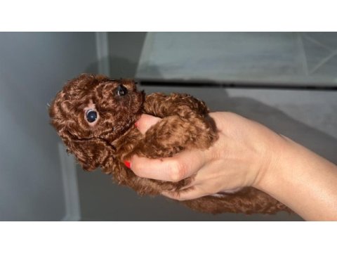 Kore kan ve kg garantili poodle bebişlerimiz