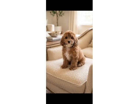 Irk & sağlık garantili sevimli maltipoo