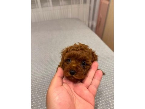 Kore toy poodle teacup