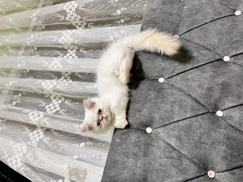Evin neşesi iran kedisi