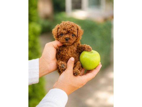 Yetiştiricilik çiftliğinden kore poodle bebeklerimiz