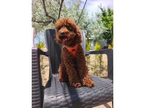 Toy poodle yavrularımız 8 aylık