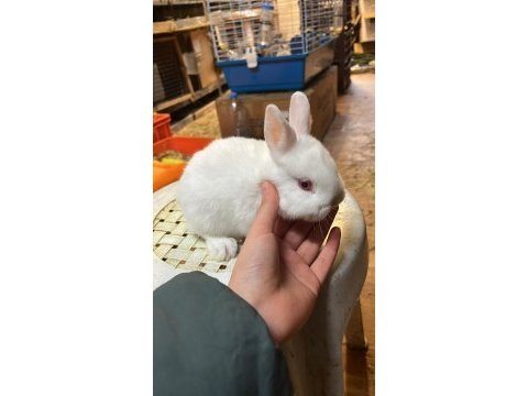Hollanda lop tavşanları ve cüce tavşanlar