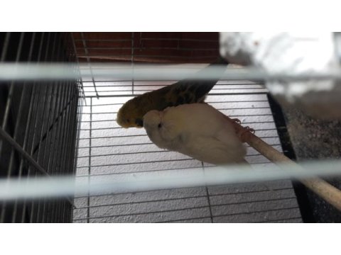 Yumurtalı muhabbet kuşu çiftlerim var
