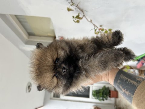 Pomeranian yavrumuz