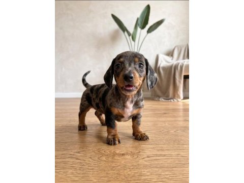 Blue merle dachshund bebeklerimiz aşılı nadir