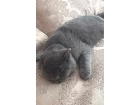 Scottish fold 10 aylık erkek