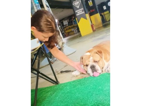Avrupa standartlarında bulldog