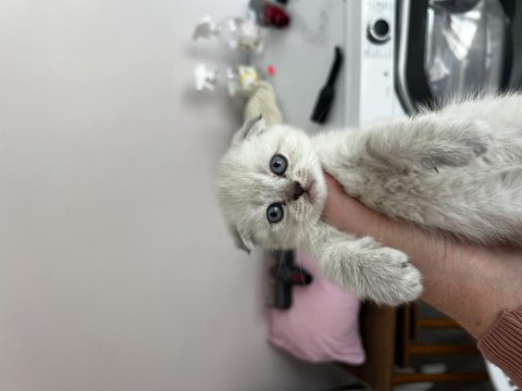 Scottish fold blue point yavrularım