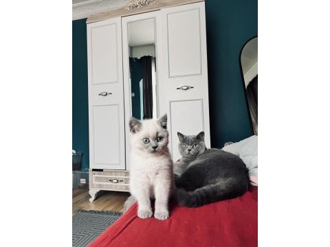 Blue point british shorthair göz bebeğimiz