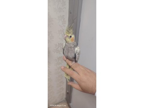 Full evcil yavru ele alışkın muhabbet kuşu