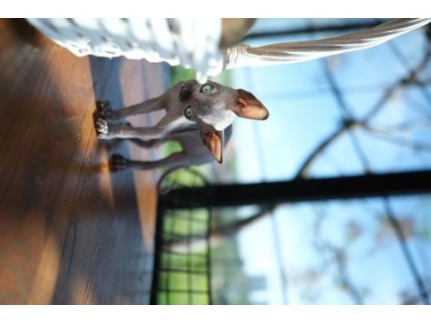 2 aylık 1 dişi 1 erkek orjinal canadian sphynx
