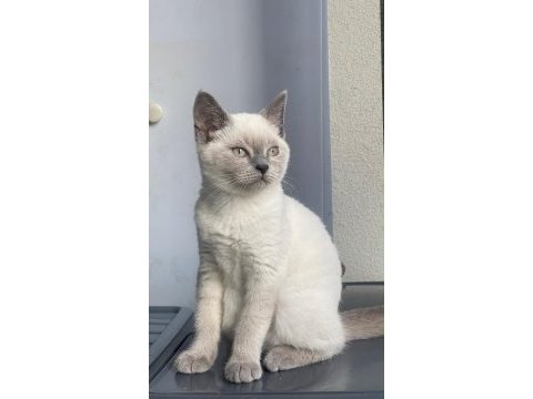 Dişi blue point british shorthair