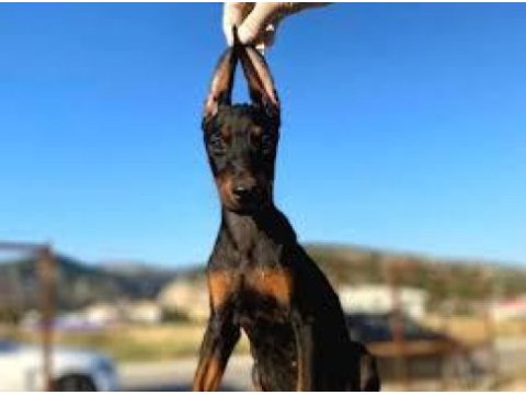 Mermi gibi yavru doberman