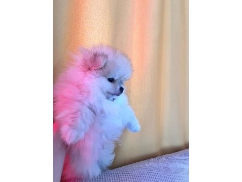 Pomeranian boo teddy bear