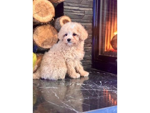 Akıllı ve tüy dökmeyen karakteriyle maltipoo yavrusu