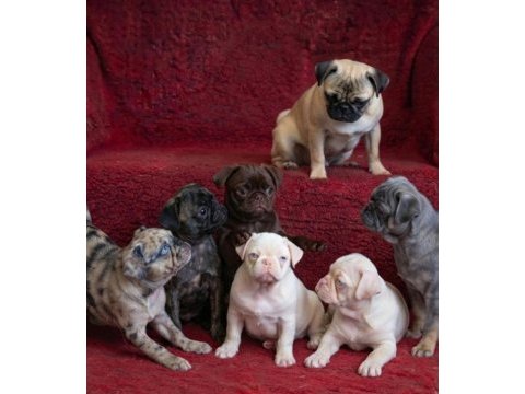 Egzotik renk pug mops yavruları