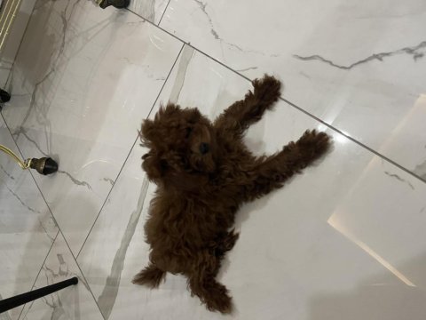 Teacup poodle 1.5 kg 7 aylık erkek aşıları tam