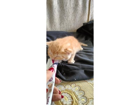 Biricik golden british yavrumuza ömürlük yuva arıyoruz