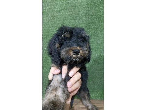 Maltipoo safkan