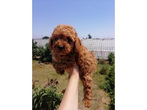 Orıjınal poodle yavrular