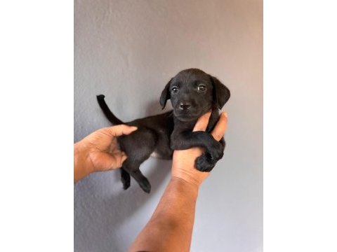 Mükemmel kalitede labrador bebeklerimiz için acele edin