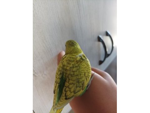 Yavru muhabbet kuşu yeni yeme düşmüş yavrular