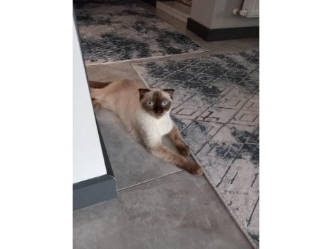 3 dışı 1 erkek yetişkin british shorthair