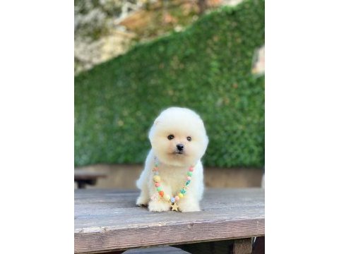 Sevimli pomeranian yavrularım