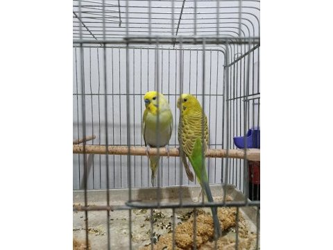 Muhabbet kuşu takım bakıcı