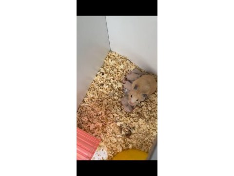 Golden hamster 10 tane yavru sahiplendirilecek