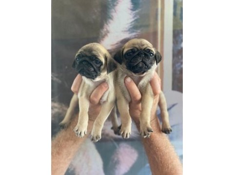 Pug yavrularımız için iletişime geçiniz