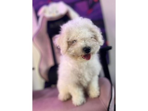 Bichon frise yavru
