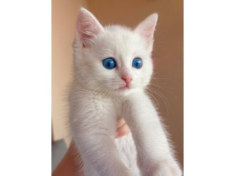 British shorthair 4 aylık yavru kedimiz