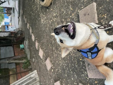 3 yaşında akita inu kızım bella dişi olduğu için