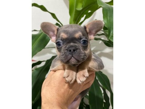 Egzotik french bulldog bebekleri