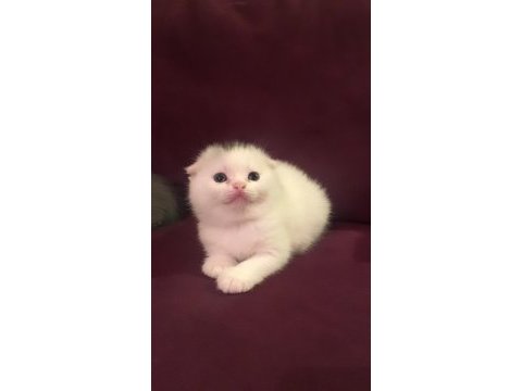 Anne altından scottish fold