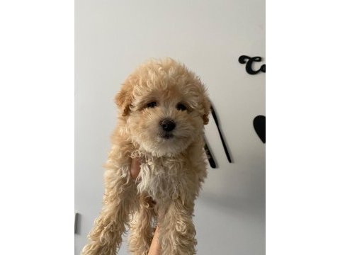 Sağlıklı dişi maltipoo